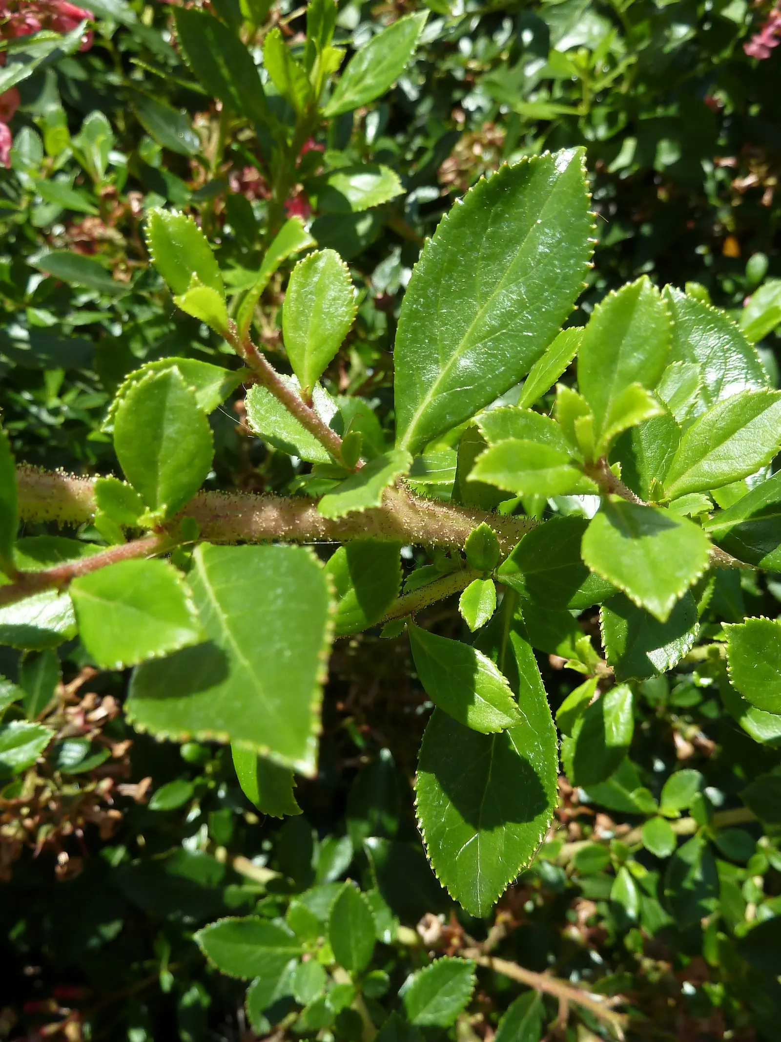 Red Escallonia (Escallonia Rubra) — combining both ornamental and practical features; hardy in USDA Zones 8 to 10, image 66