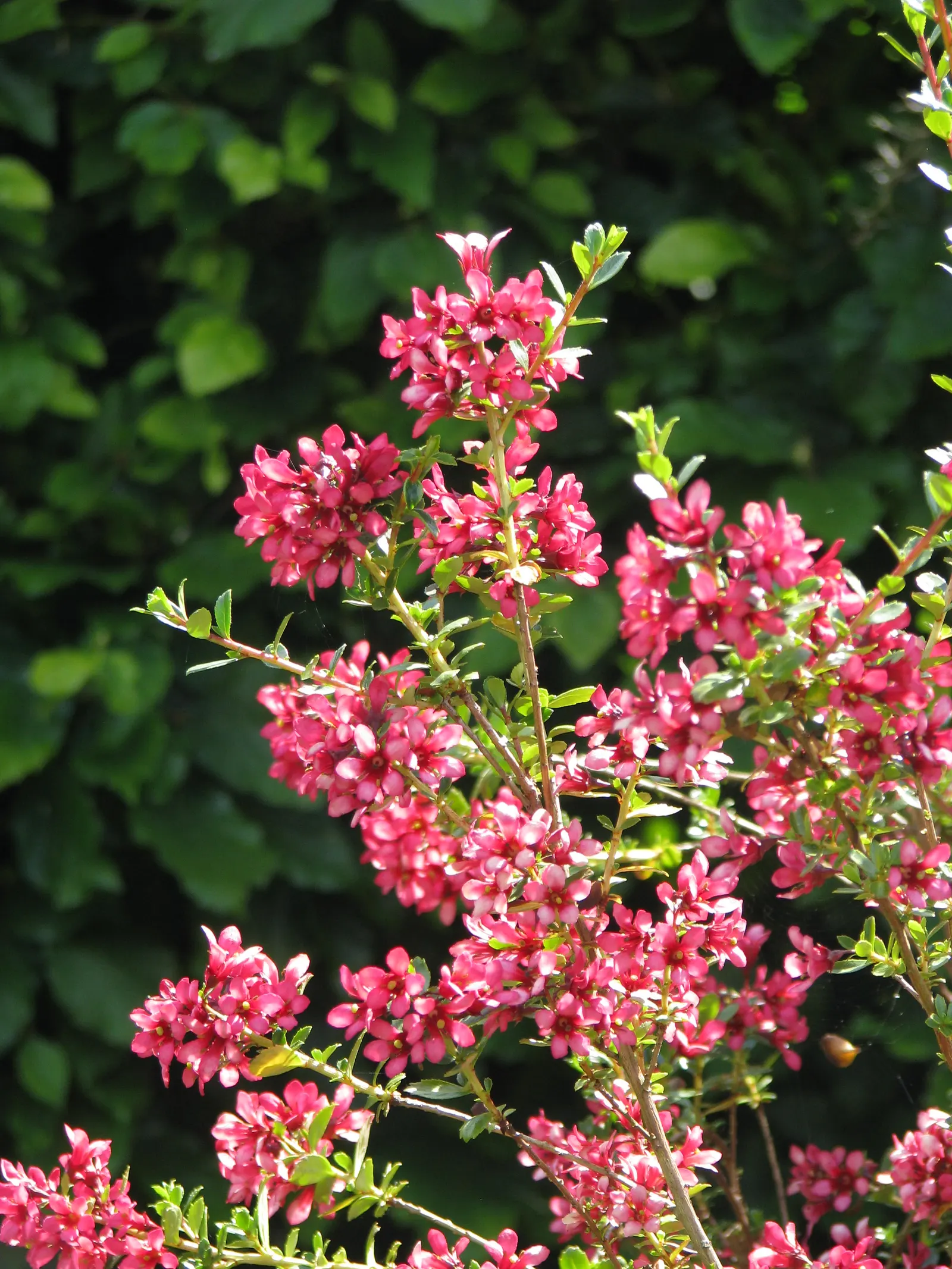 Red Escallonia (Escallonia Rubra) — is an evergreen shrub with glossy leaves reaching 8-10 ft in height and 4-6 ft in width; it thrives in full sun to partial