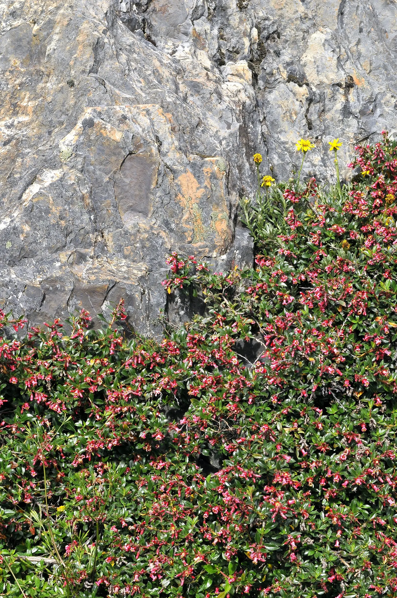 Red Escallonia (Escallonia Rubra) — Escallonia rubra can reach heights of 6 to 10 feet and spreads equally wide