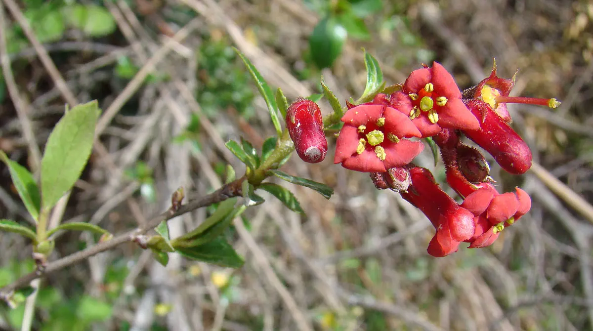 Red Escallonia (Escallonia Rubra) — it stands up to coastal conditions and is moderately salt-tolerant; red flowers in the garden