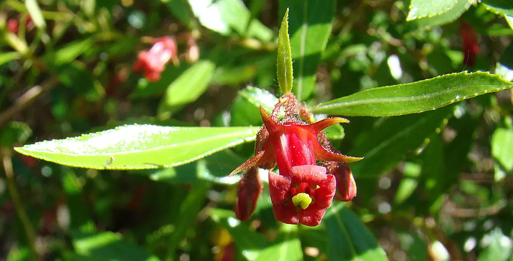 Red Escallonia (Escallonia Rubra) — making it a resilient choice for diverse climates