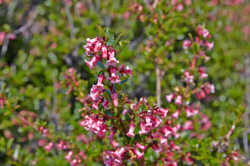 Red Escallonia (Escallonia Rubra) — This hardy plant boasts clusters of vibrant red, tubular flowers from summer to fall, attracting pollinators