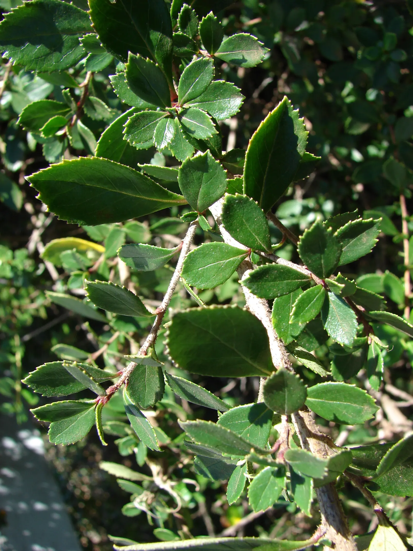 Red Escallonia (Escallonia Rubra) — This hardy plant boasts clusters of vibrant red, tubular flowers from summer to fall, attracting pollinators; escallonia