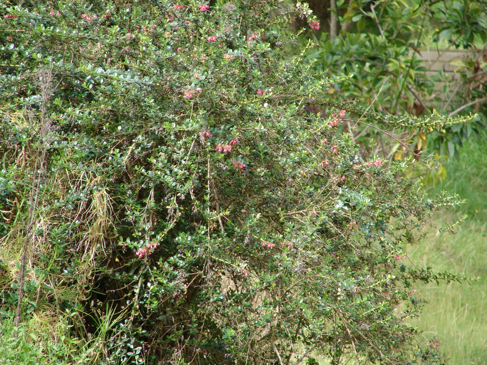 Red Escallonia (Escallonia Rubra) — it thrives in full sun to partial shade and requires well-drained soil; it stands up to coastal conditions and is