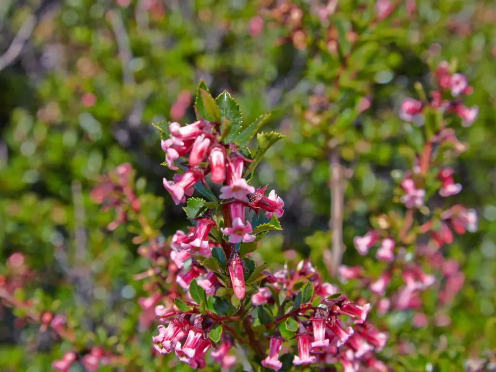 Red Escallonia (Escallonia Rubra) — it will benefit from a thorough watering during extended dry periods.<br><br>With moderate growth rates; the Red Escallonia