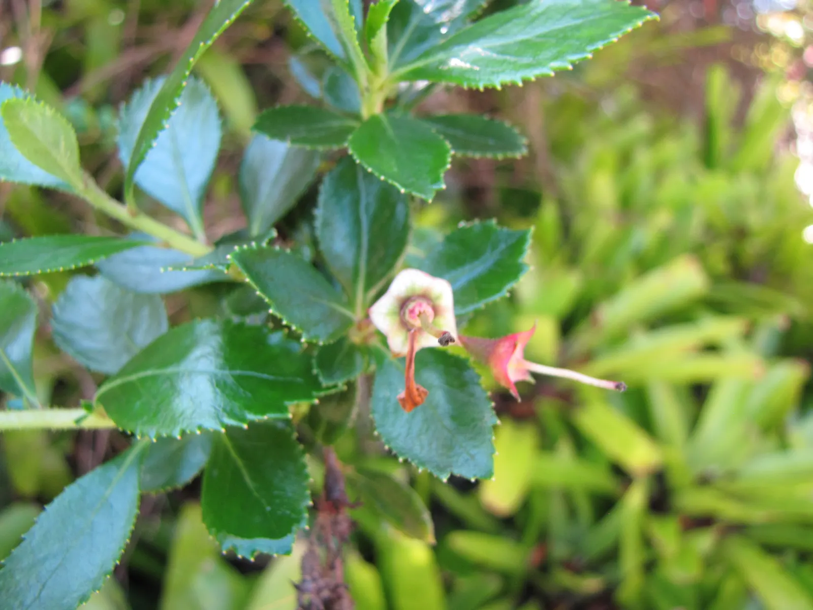 Red Escallonia (Escallonia Rubra) — shrub with red blooms