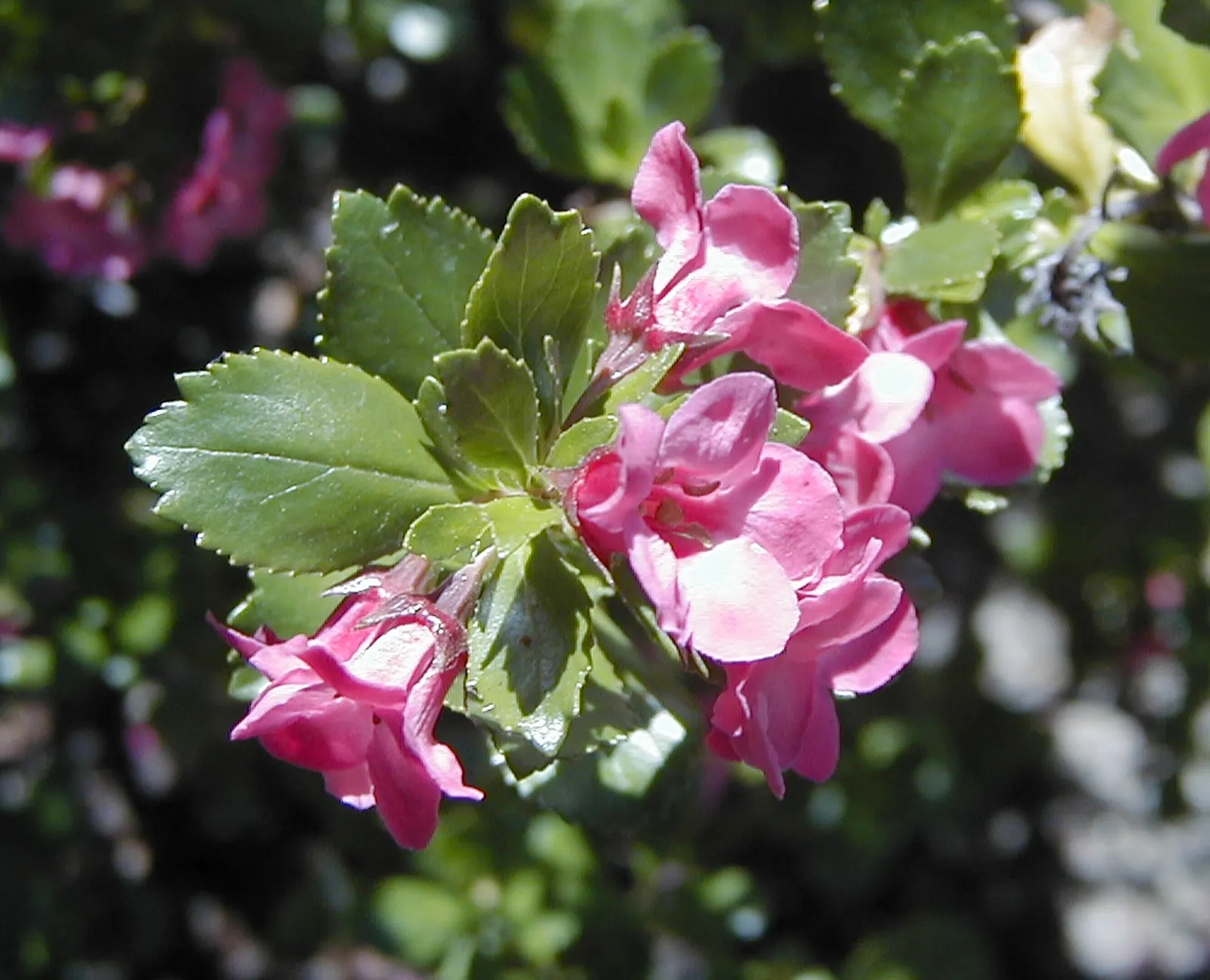 Red Escallonia (Escallonia Rubra) — Hardy in USDA Zones 8 to 10; it will benefit from a thorough watering during extended dry periods.<br><br>With moderate