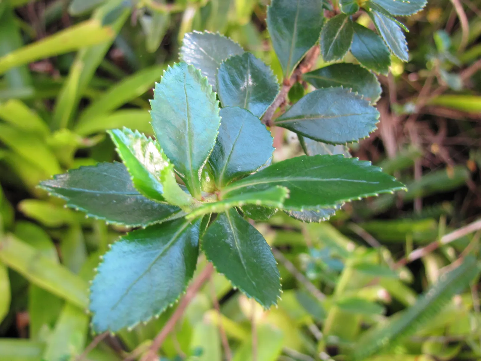 Red Escallonia (Escallonia Rubra) — the Red Escallonia is low maintenance; shrub with red blooms