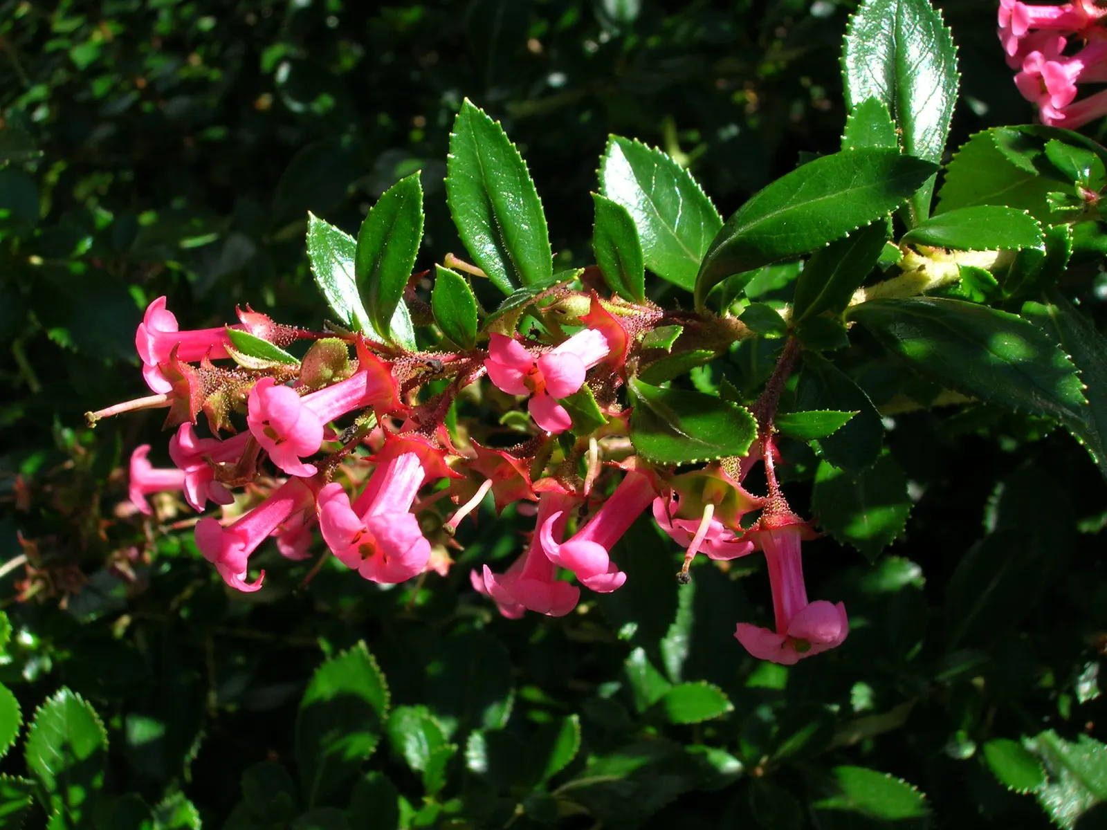 Red Escallonia (Escallonia Rubra) — with an average length of 1 to 3 inches.<br><br>For optimal growth, image 44
