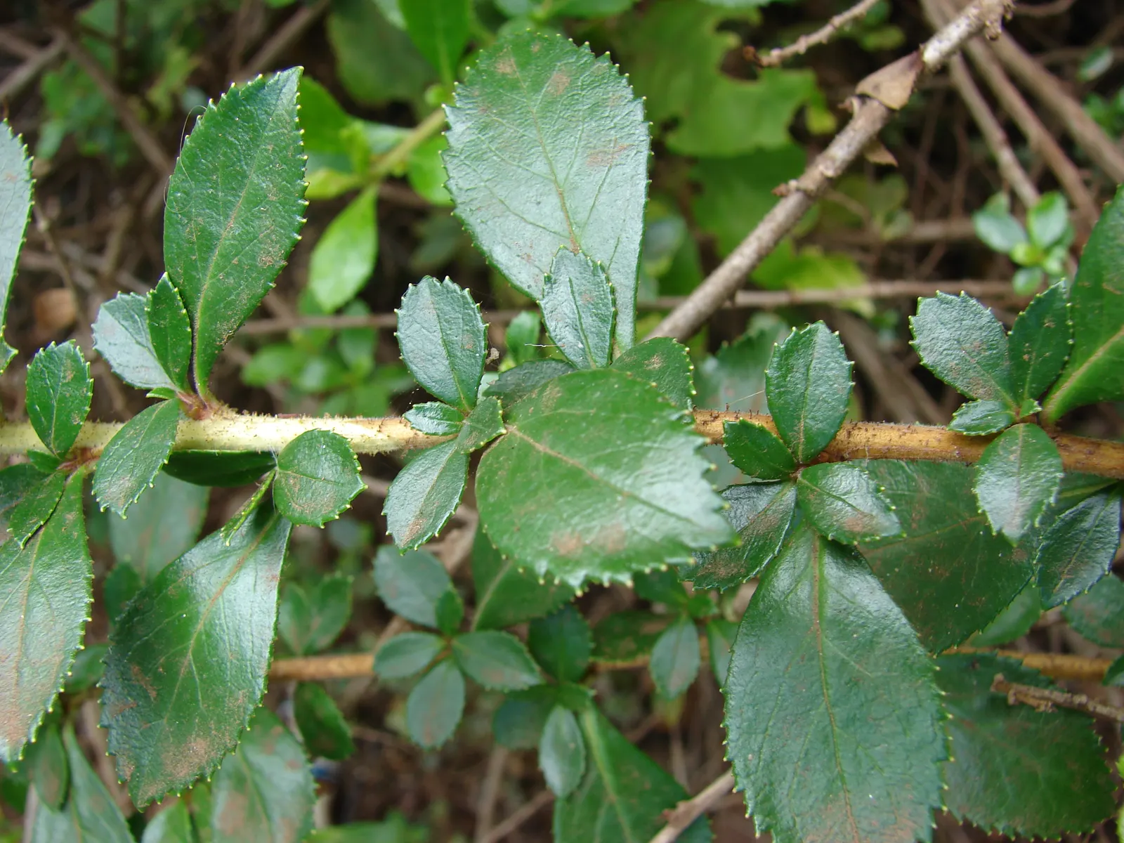 Red Escallonia (Escallonia Rubra) — necessitating minimal pruning to shape and encourage denser foliage