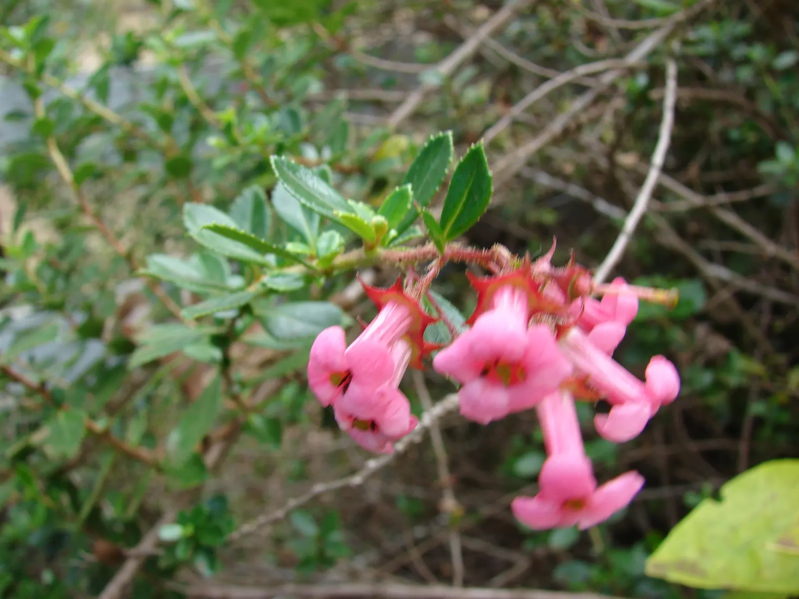 Red Escallonia (Escallonia Rubra) — Its glossy, leathery leaves are dark green, adding year-round visual interest; combining both ornamental and practical