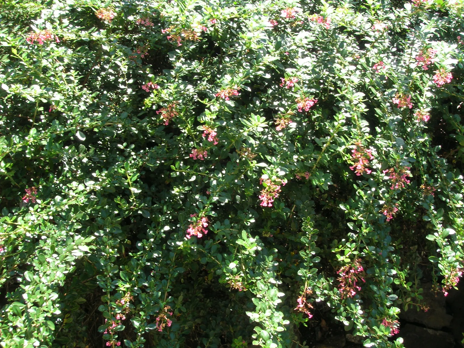 Red Escallonia (Escallonia Rubra) — This hardy plant boasts clusters of vibrant red, tubular flowers from summer to fall, attracting pollinators, image 60