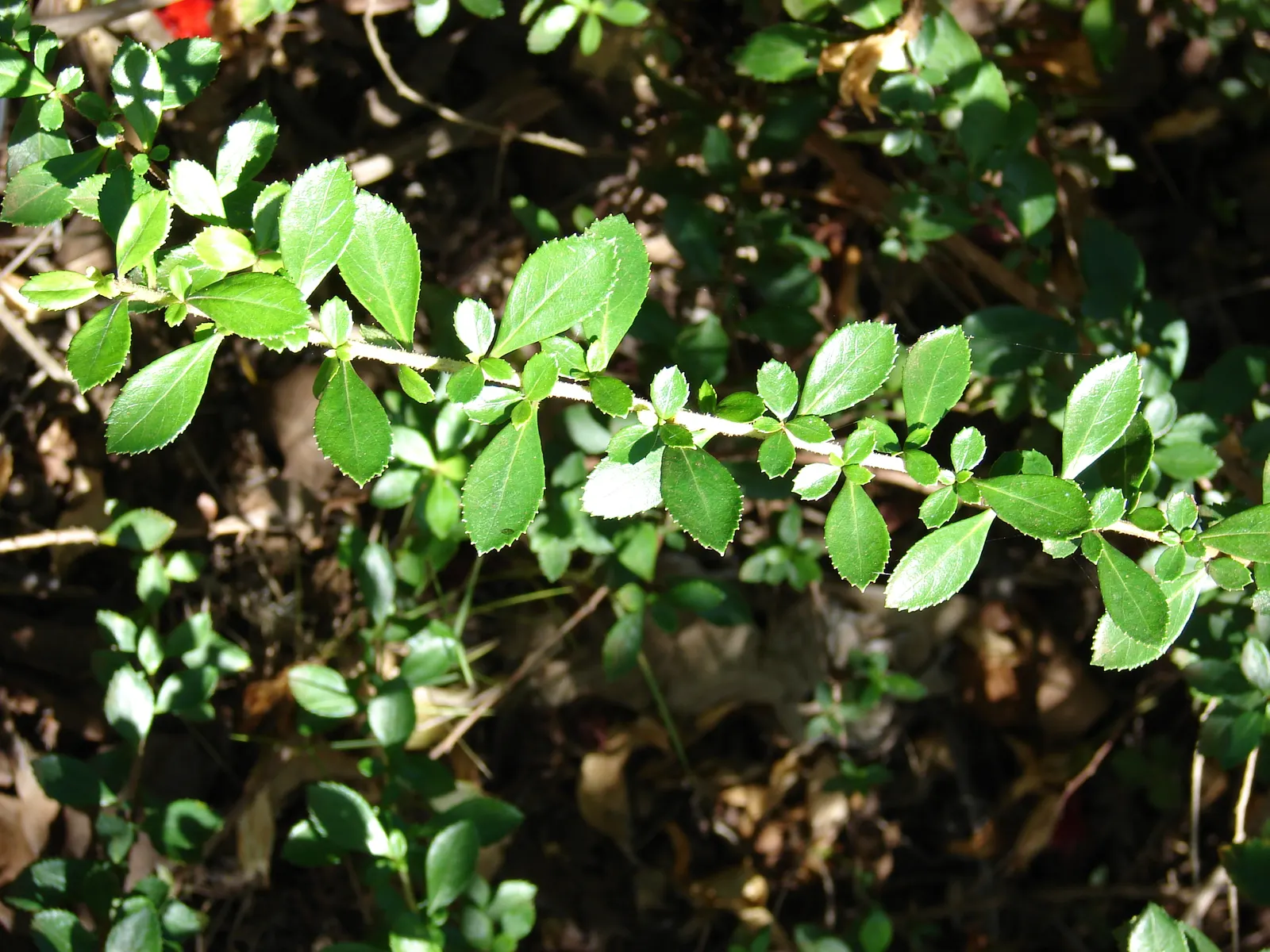 Red Escallonia (Escallonia Rubra) — is a compelling addition to any landscape design; though it flourishes more abundantly in full sun