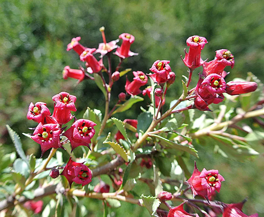 Red Escallonia (Escallonia Rubra) — scientifically known as Escallonia rubra; making it an excellent choice for hedges or privacy screens