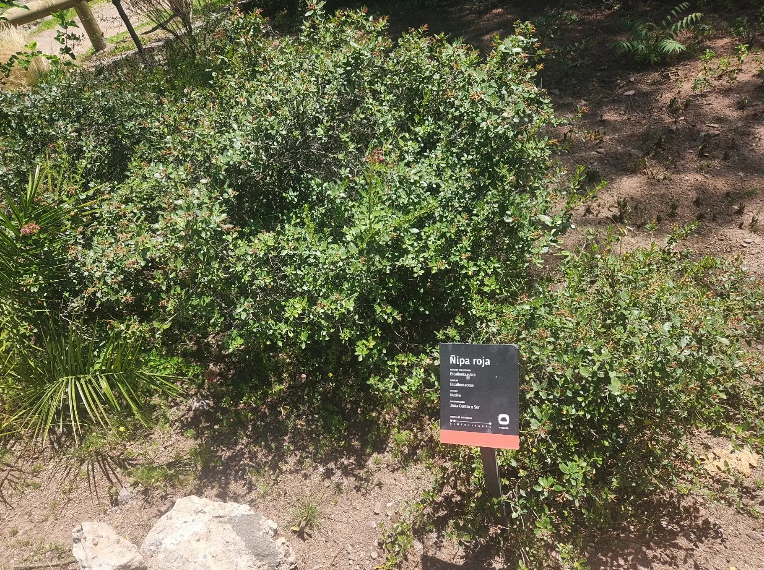 Red Escallonia (Escallonia Rubra) — exhibits considerable drought tolerance; is a compelling addition to any landscape design