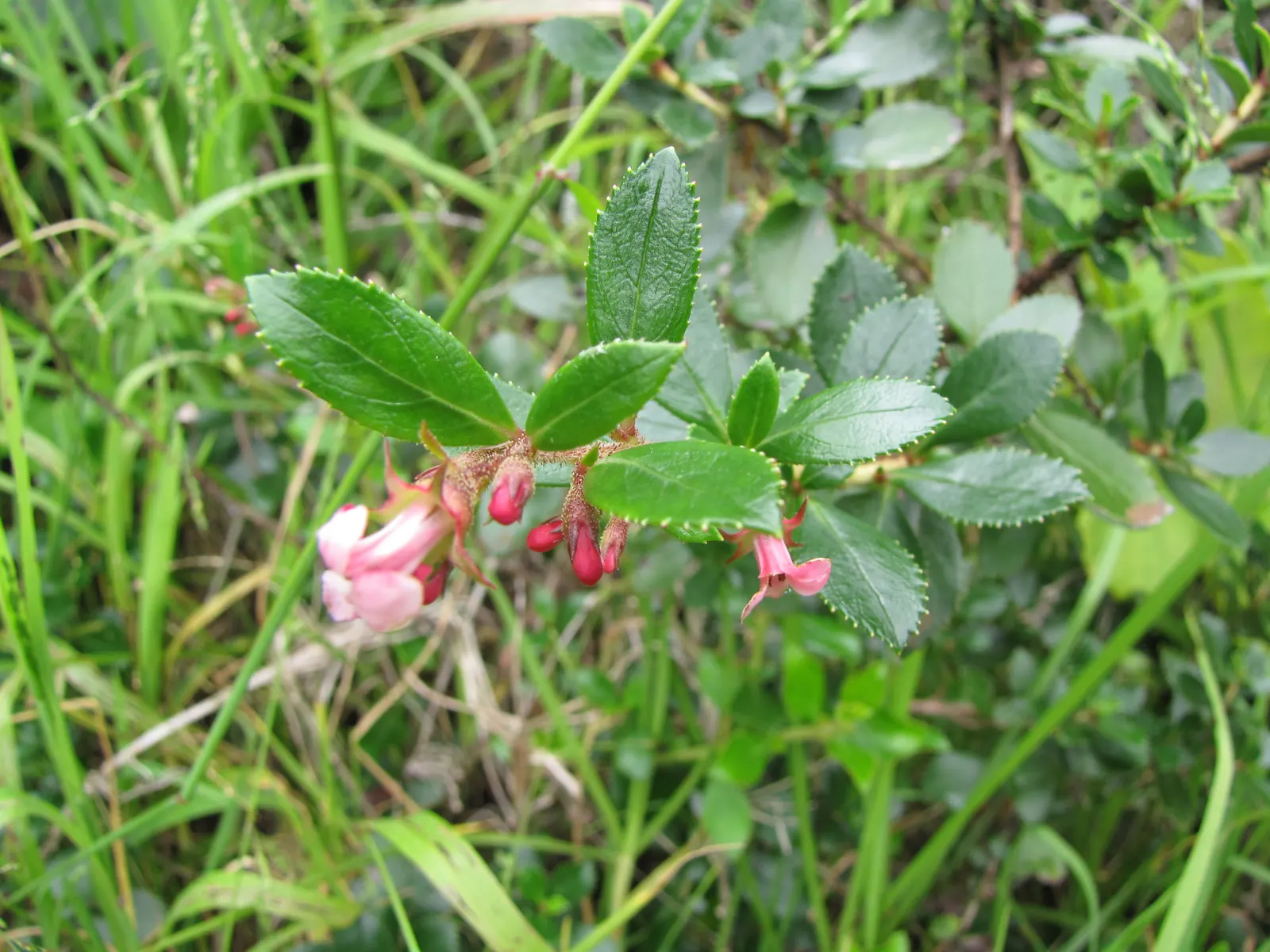 Red Escallonia (Escallonia Rubra) — the Red Escallonia bursts into a floral showcase from late spring to early autumn