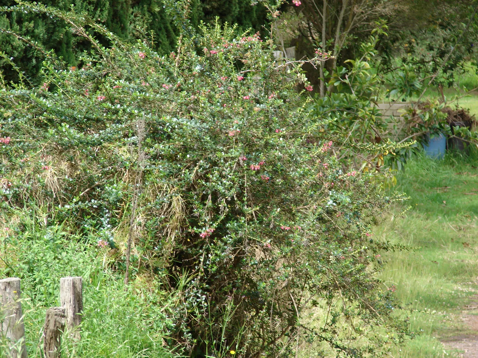 Red Escallonia (Escallonia Rubra) — it stands up to coastal conditions and is moderately salt-tolerant