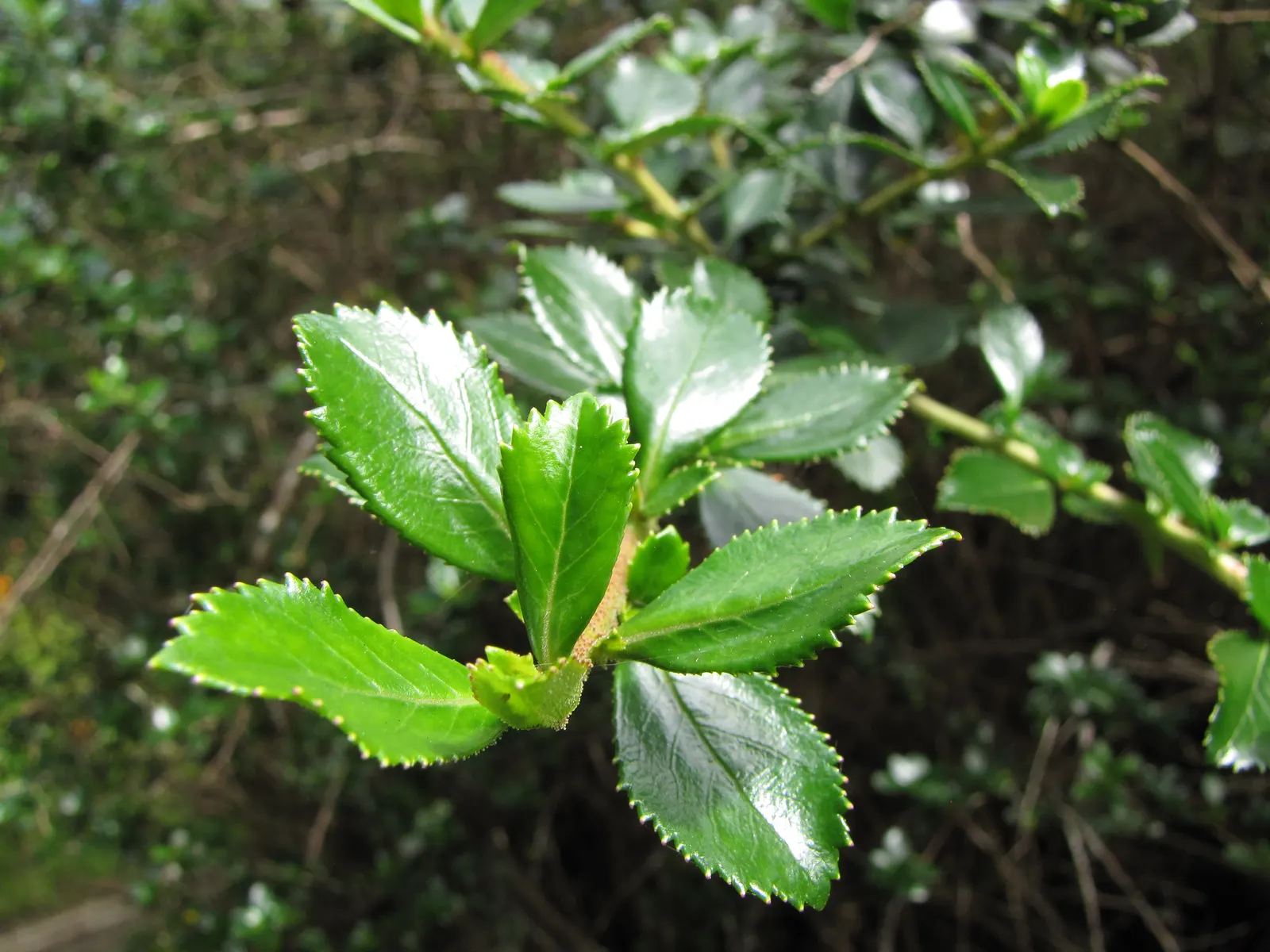 Red Escallonia (Escallonia Rubra) — Escallonia rubra can reach heights of 6 to 10 feet and spreads equally wide; escallonia rubra requires a sunny to a