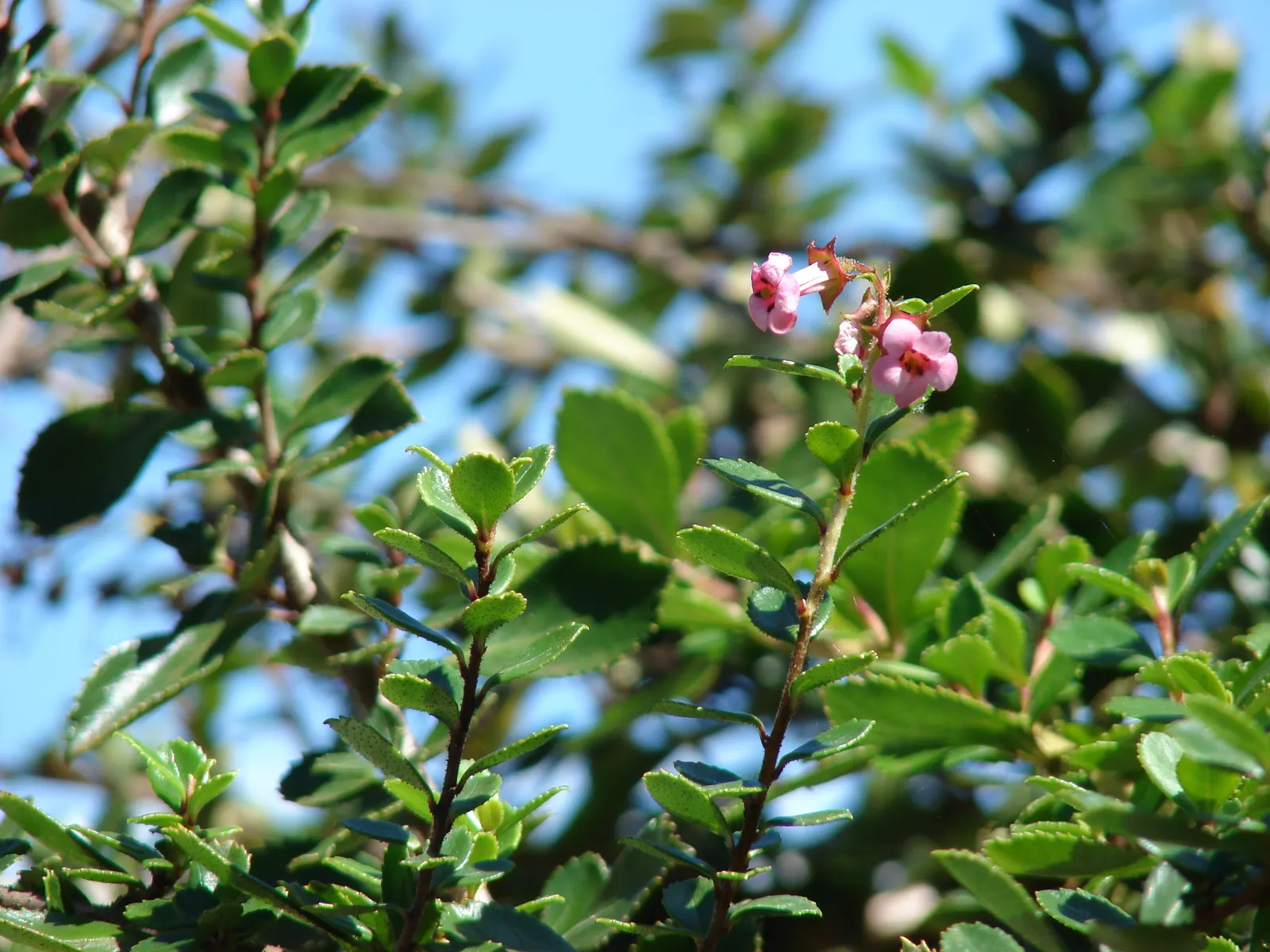 Red Escallonia (Escallonia Rubra) — making it a versatile component in varied garden designs