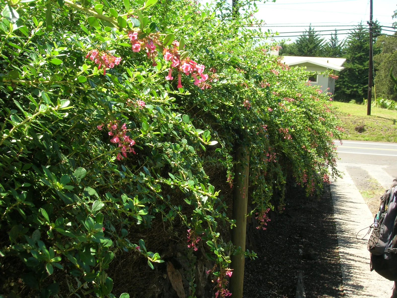 Red Escallonia (Escallonia Rubra) — making it a versatile component in varied garden designs; regular pruning maintains its dense, bushy form