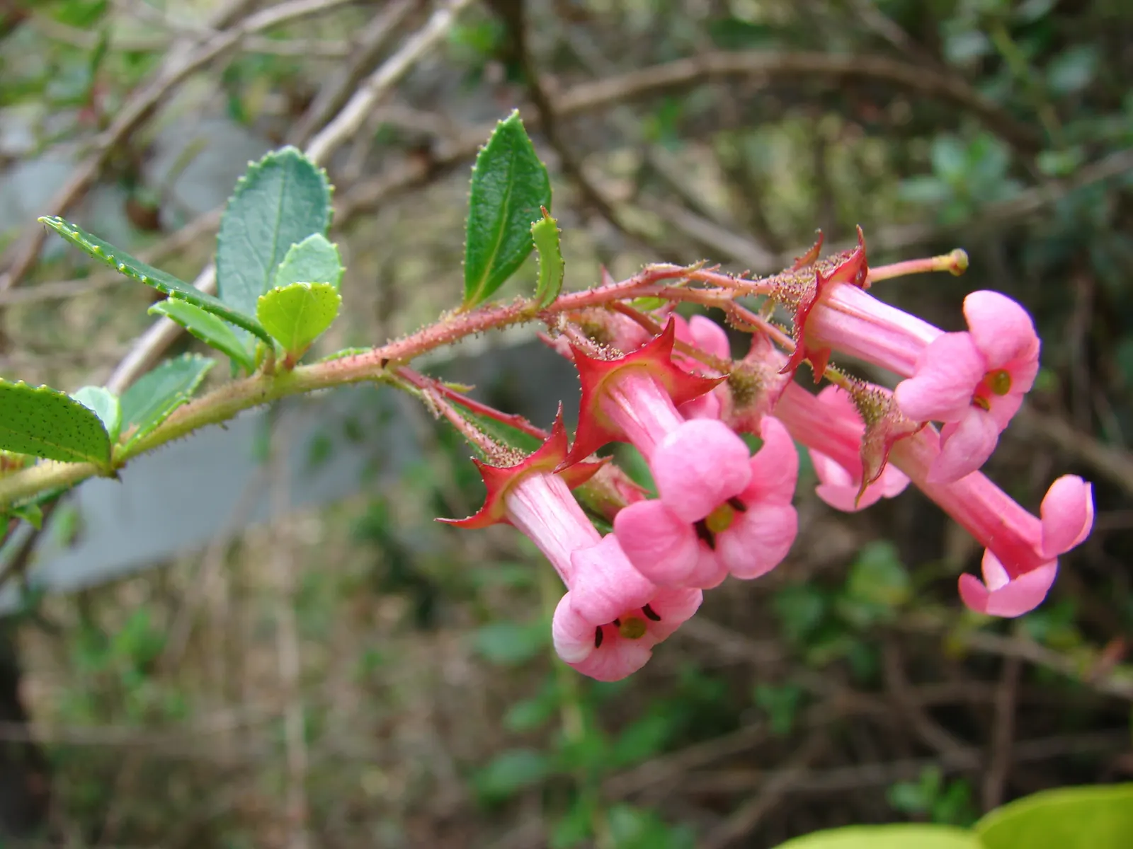 Red Escallonia (Escallonia Rubra) — making it an excellent choice for hedges or privacy screens; evergreen shrub originates from South America and boasts a