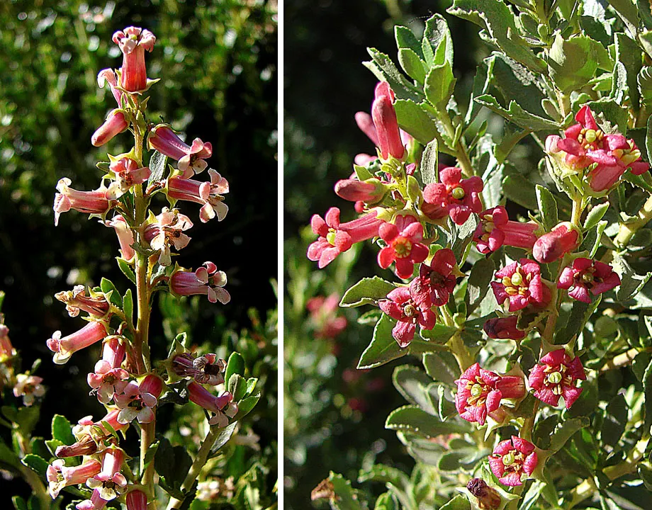 Red Escallonia (Escallonia Rubra) — attracting a symphony of pollinators including bees and butterflies; is an evergreen shrub with glossy leaves reaching 8-10