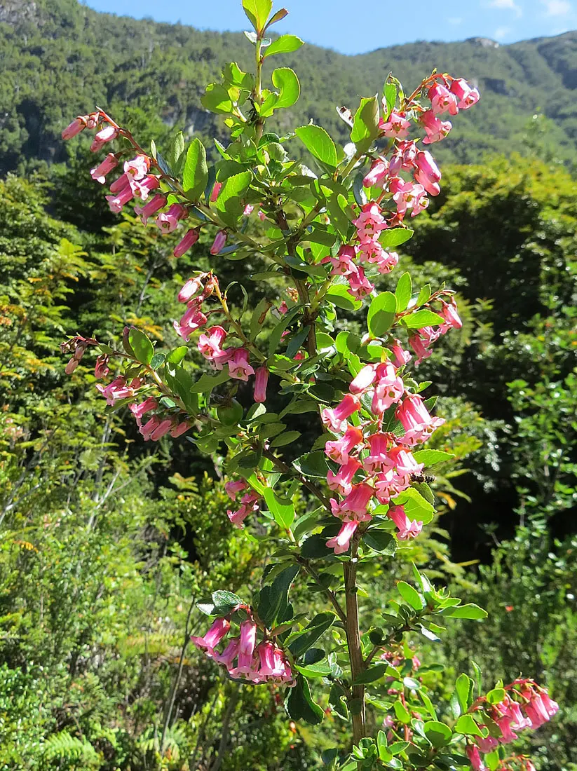 Red Escallonia (Escallonia Rubra) — combining both ornamental and practical features; hardy in USDA Zones 8 to 10
