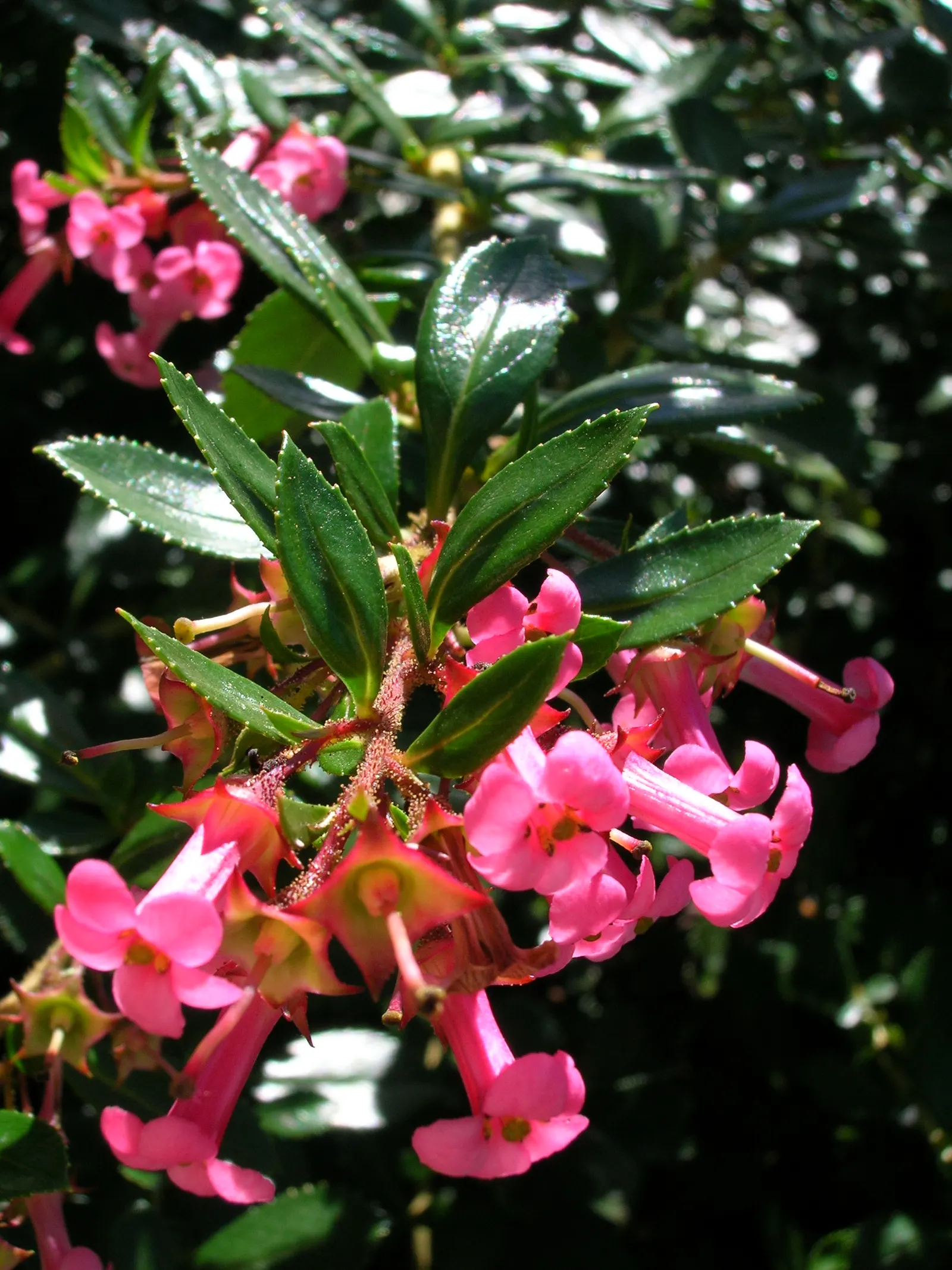 Red Escallonia (Escallonia Rubra) — Regular pruning maintains its dense, bushy form; ideal for hedges or screens in zones 8-10