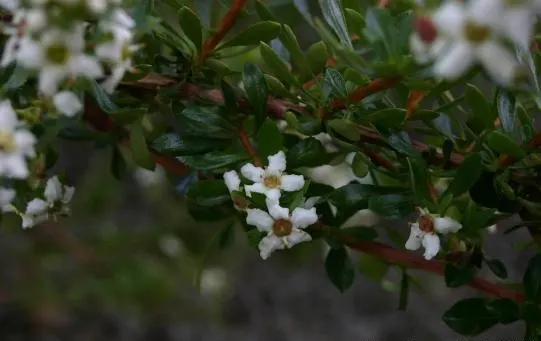Red Escallonia (Escallonia Rubra) — A balanced, slow-release fertilizer applied in early spring can promote healthier blooms and plant vigor; attracting a
