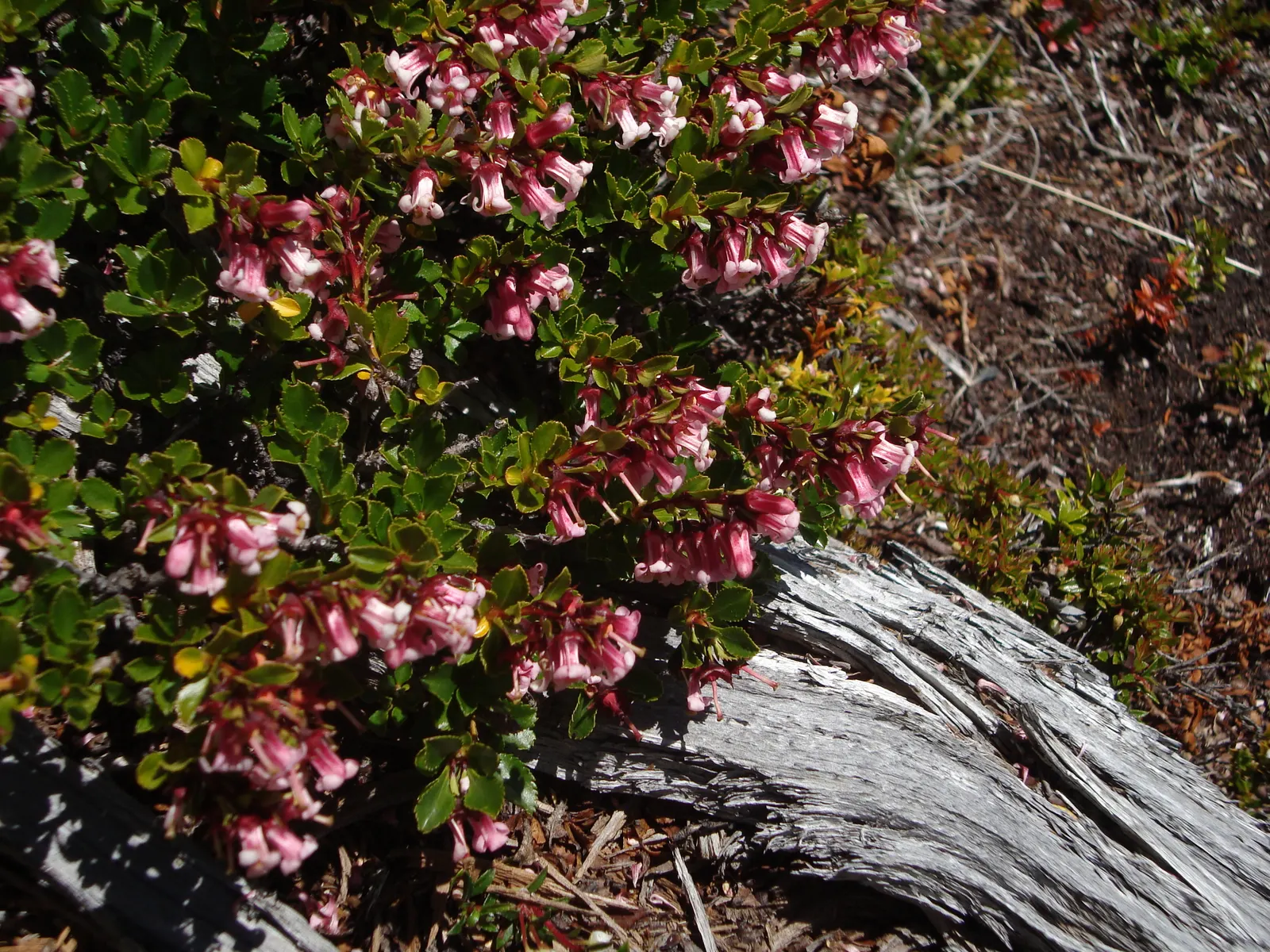 Red Escallonia (Escallonia Rubra) — red flowers in the garden; the Red Escallonia bursts into a floral showcase from late spring to early autumn