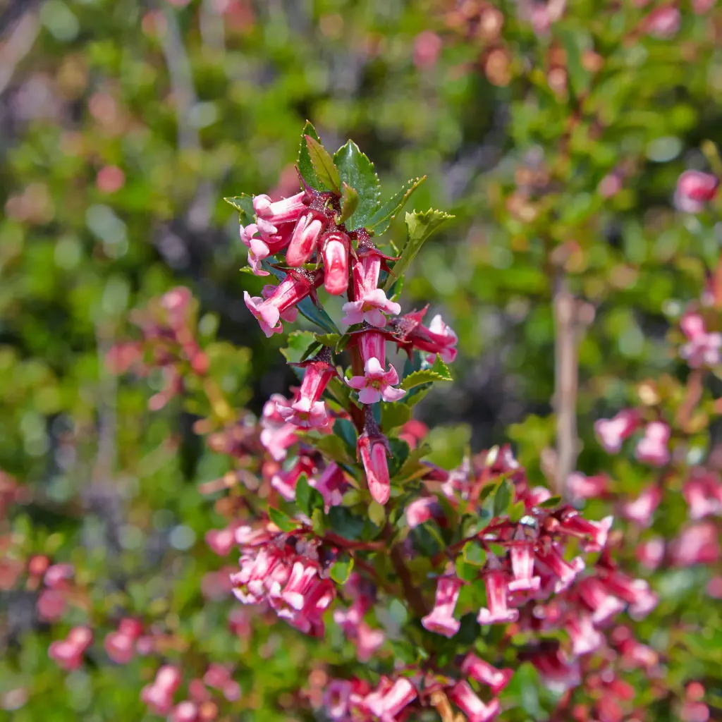 Red Escallonia (Escallonia Rubra) — Hardy in USDA Zones 8 to 10