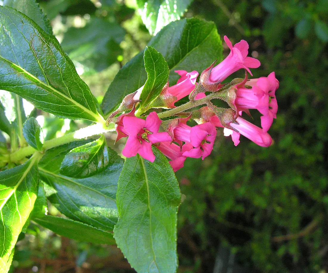 Red Escallonia (Escallonia Rubra) — though it flourishes more abundantly in full sun; shrub for half or shade