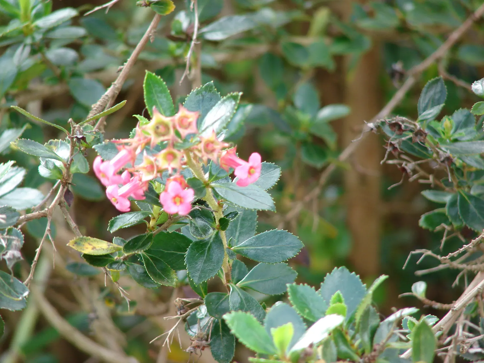 Red Escallonia (Escallonia Rubra) — Ideal for hedges or screens in zones 8-10