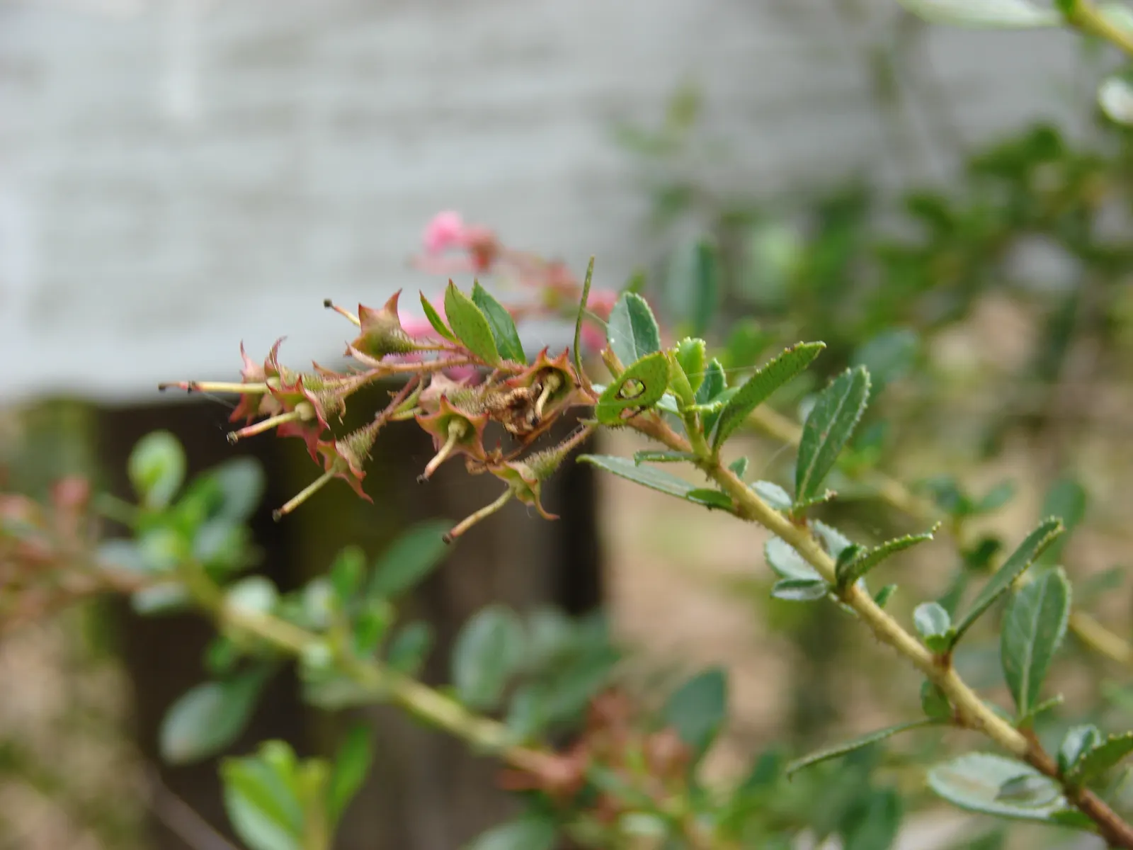 Red Escallonia (Escallonia Rubra) — though it flourishes more abundantly in full sun