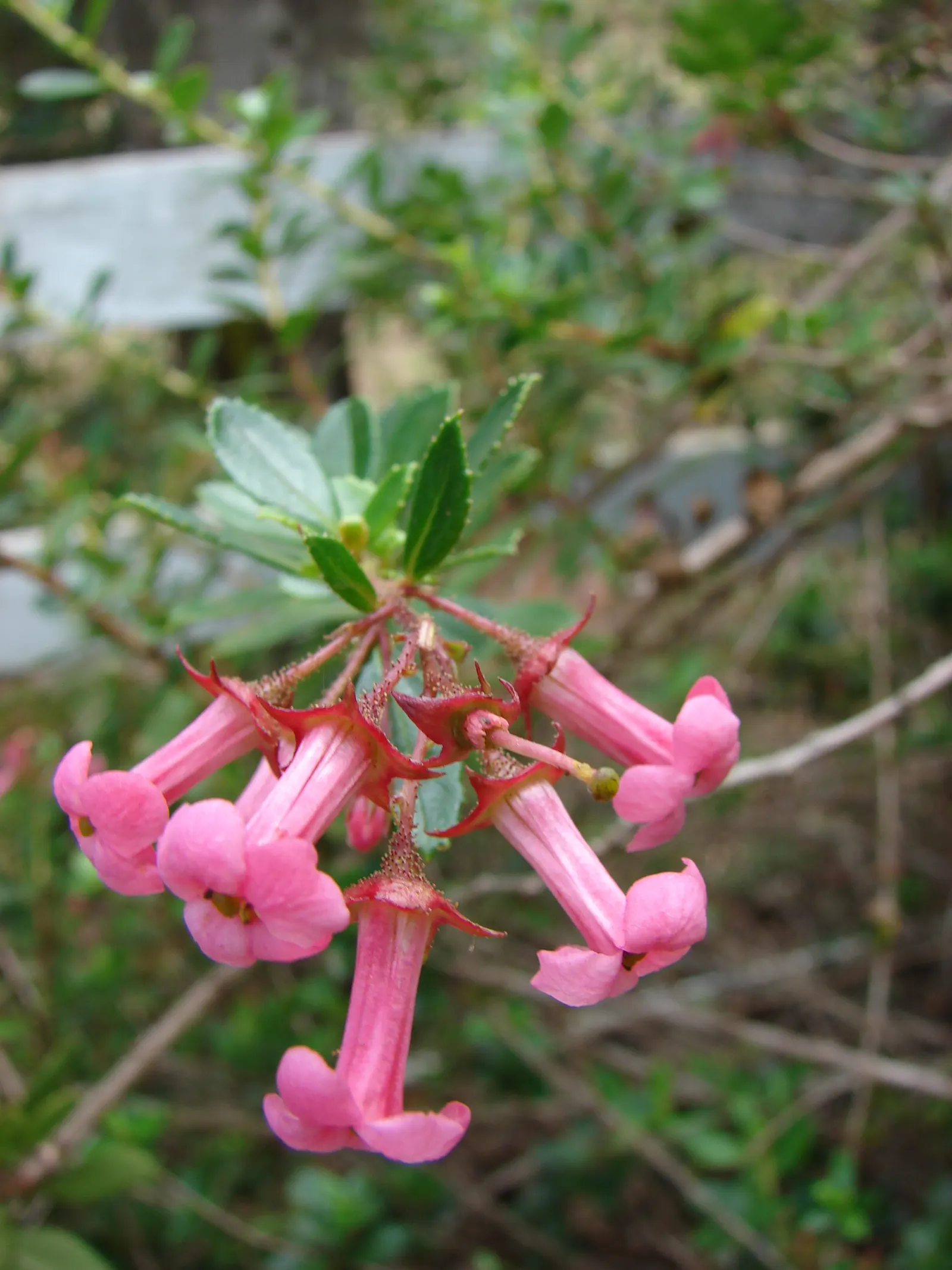 Red Escallonia (Escallonia Rubra) — evergreen shrub originates from South America and boasts a bushy; this hardy plant boasts clusters of vibrant red, tubular