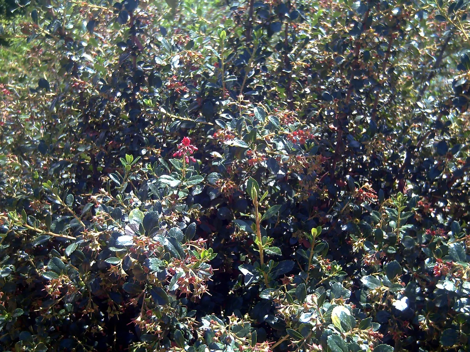 Red Escallonia (Escallonia Rubra) — shrub for half or shade