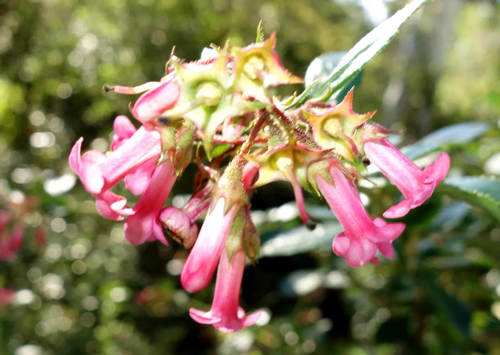 Red Escallonia (Escallonia Rubra) — Its glossy, leathery leaves are dark green, adding year-round visual interest
