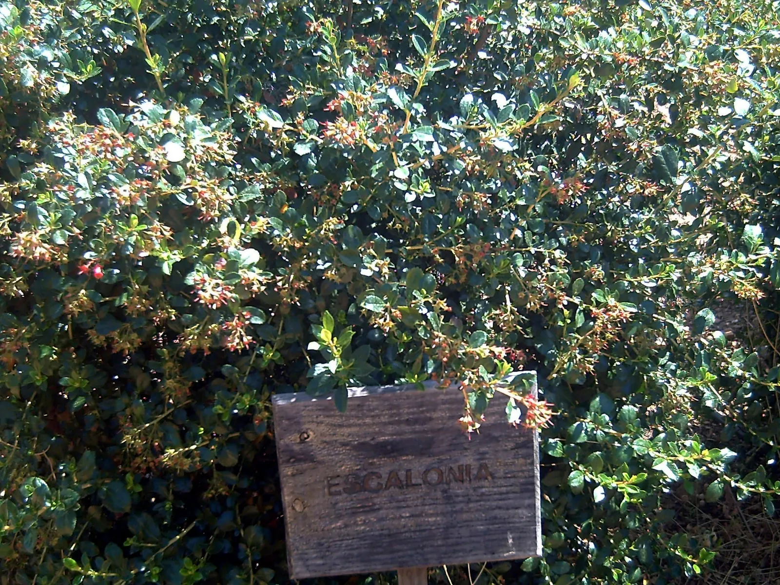 Red Escallonia (Escallonia Rubra) — red flowers in the garden