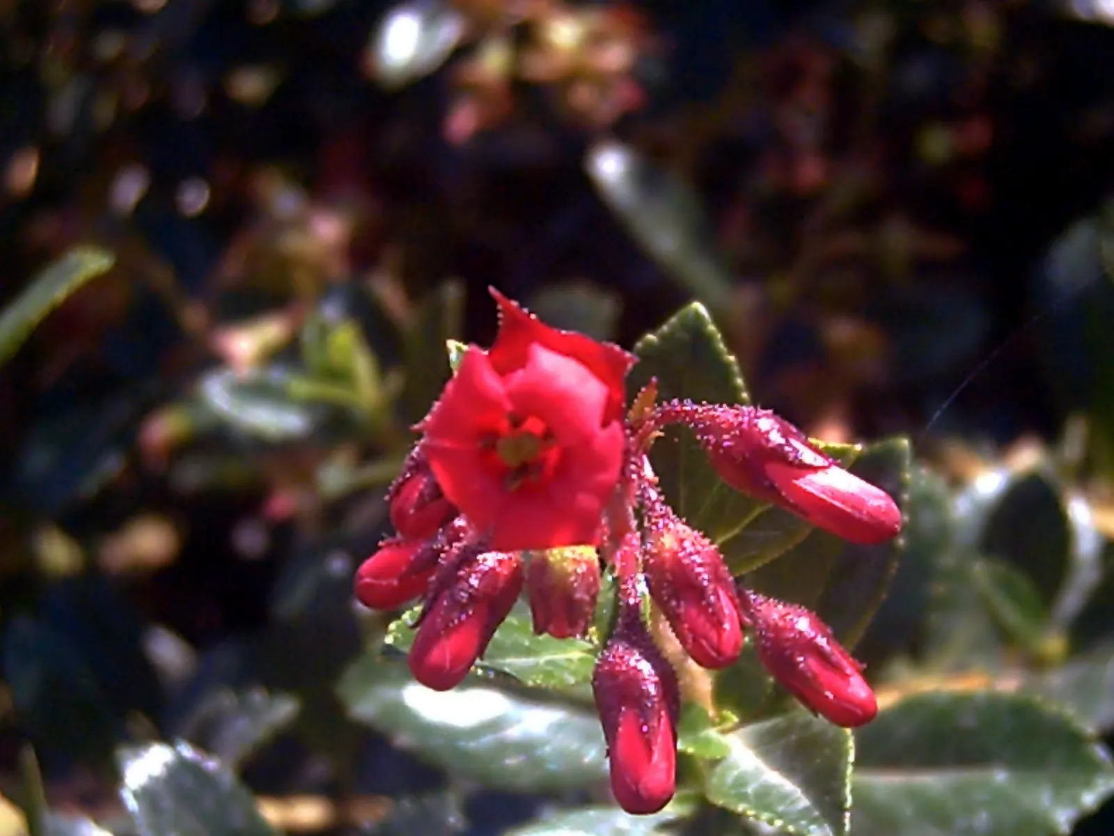 Red Escallonia (Escallonia Rubra) — Ideal for hedges or screens in zones 8-10; exhibits considerable drought tolerance