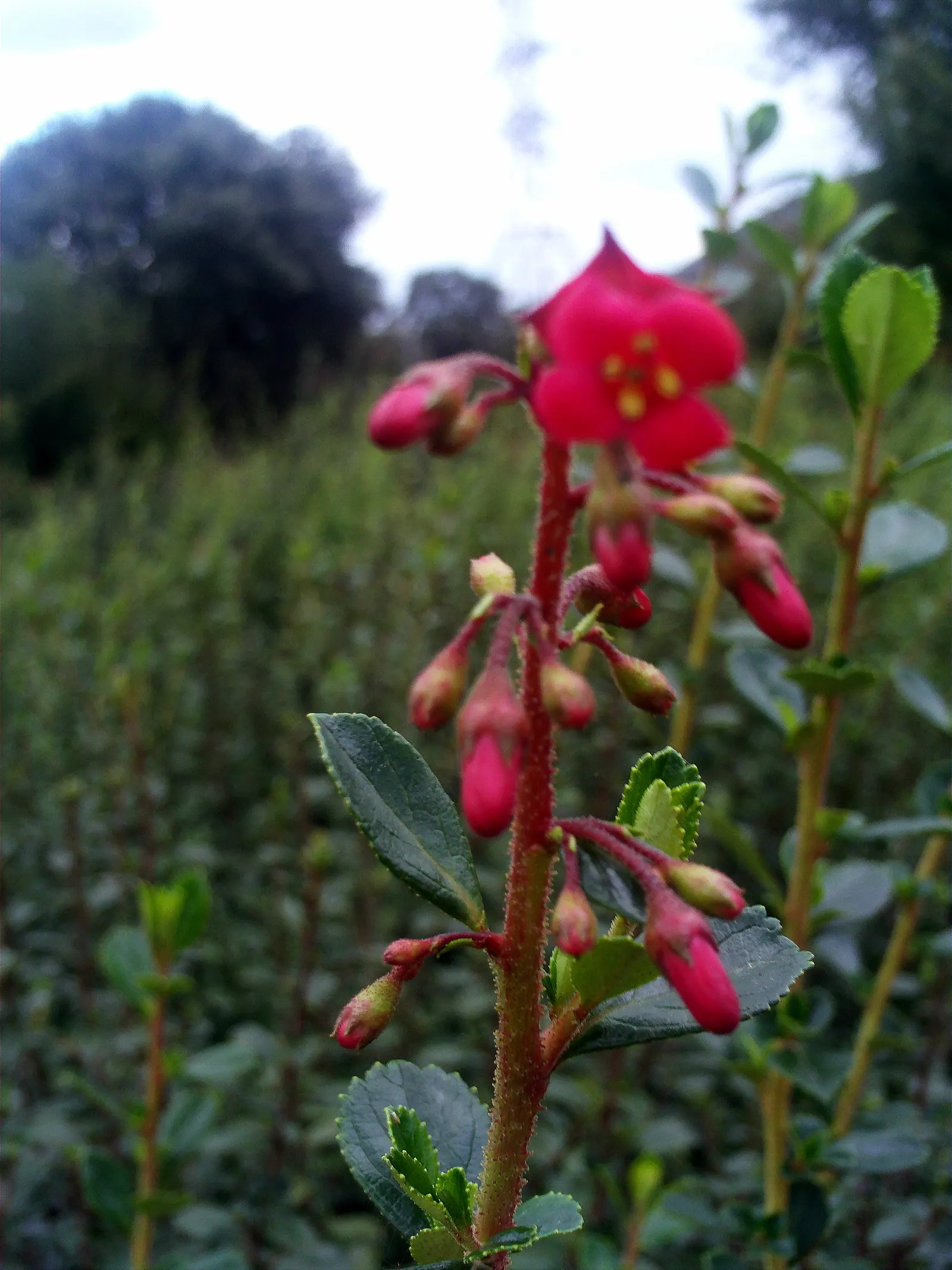 Red Escallonia (Escallonia Rubra) — with an average length of 1 to 3 inches.<br><br>For optimal growth