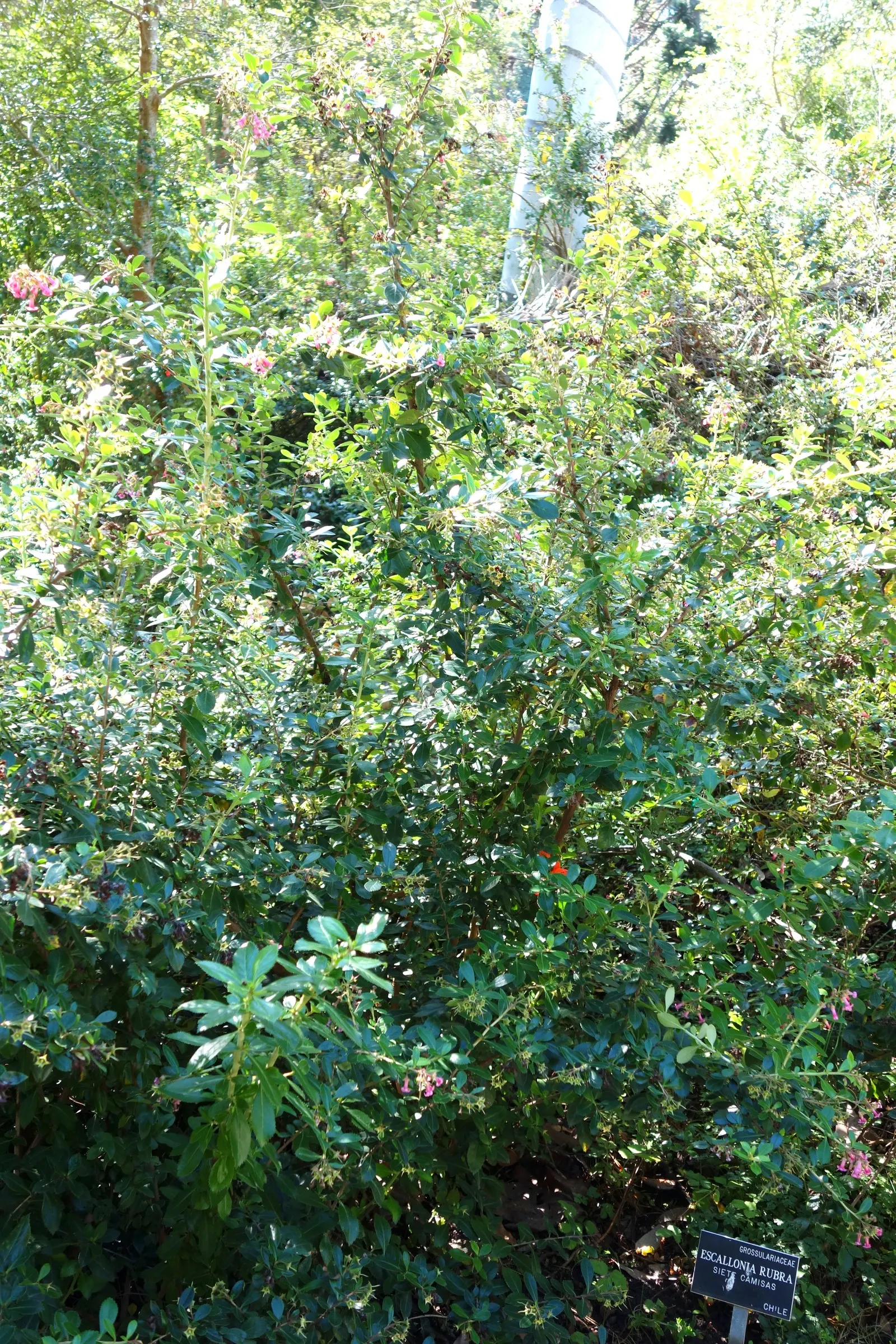 Red Escallonia (Escallonia Rubra) — is an evergreen shrub with glossy leaves reaching 8-10 ft in height and 4-6 ft in width