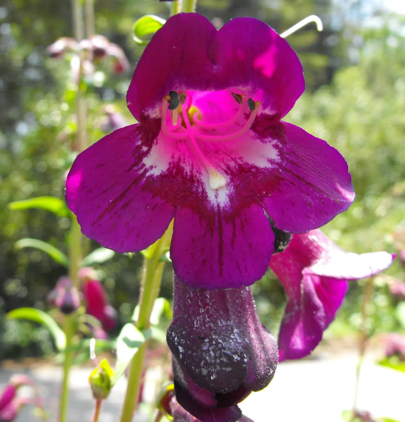 Beard Tongue (Penstemon 'Raven') — Penstemon 'Raven' enchants with bell-shaped flowers in a deep