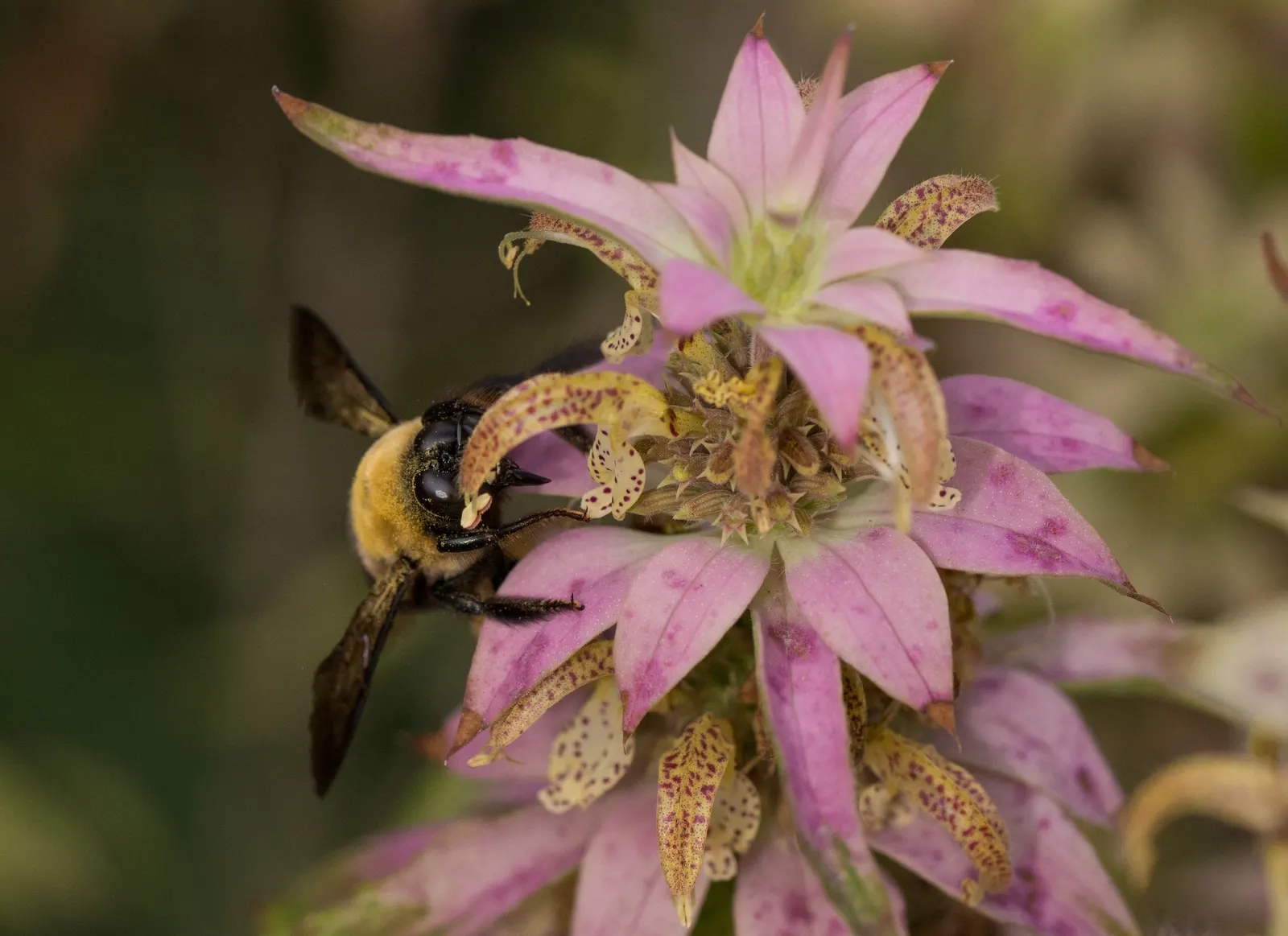 Horsemint (Monarda Punctuata) — can make a bold statement from late summer to early fall