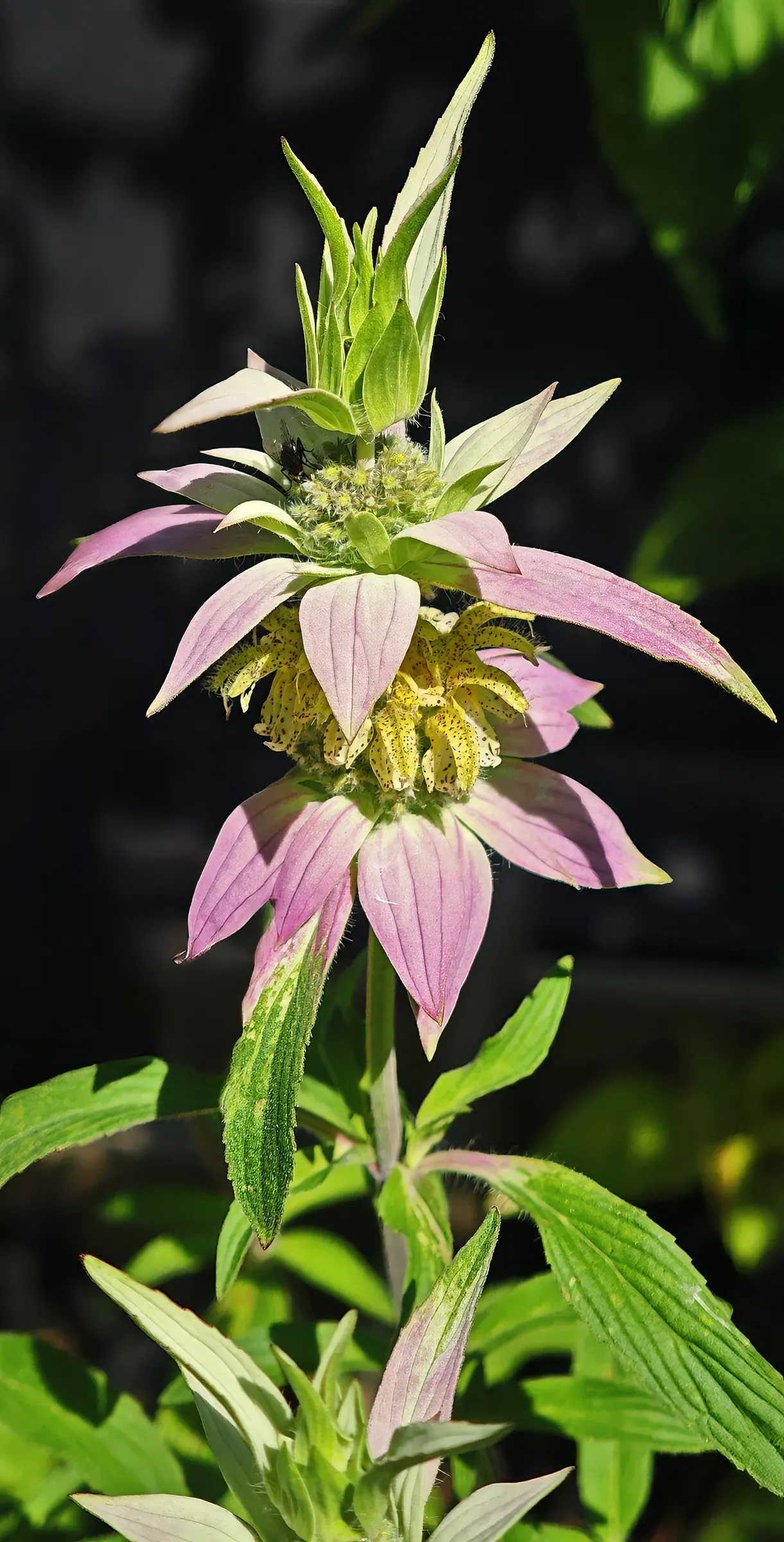Horsemint (Monarda Punctuata) — Distinguished by its aromatic foliage and tiered lavender blooms adorned with spotted