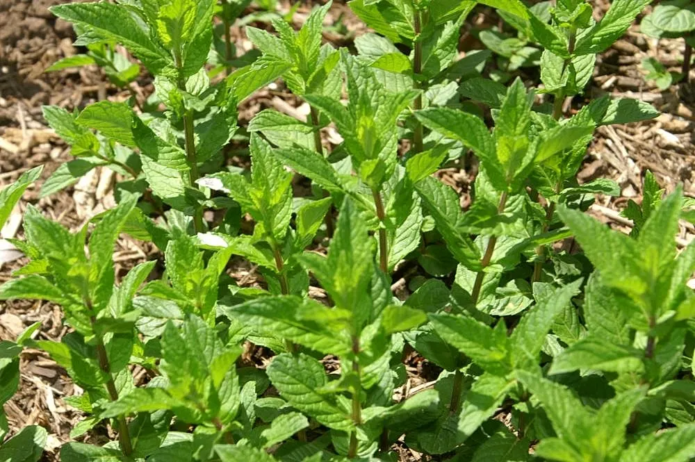 Horsemint (Monarda Punctuata) — this plant is known for its unique flowering structure and aromatic foliage; thrives in US hardiness zones 4 through 9