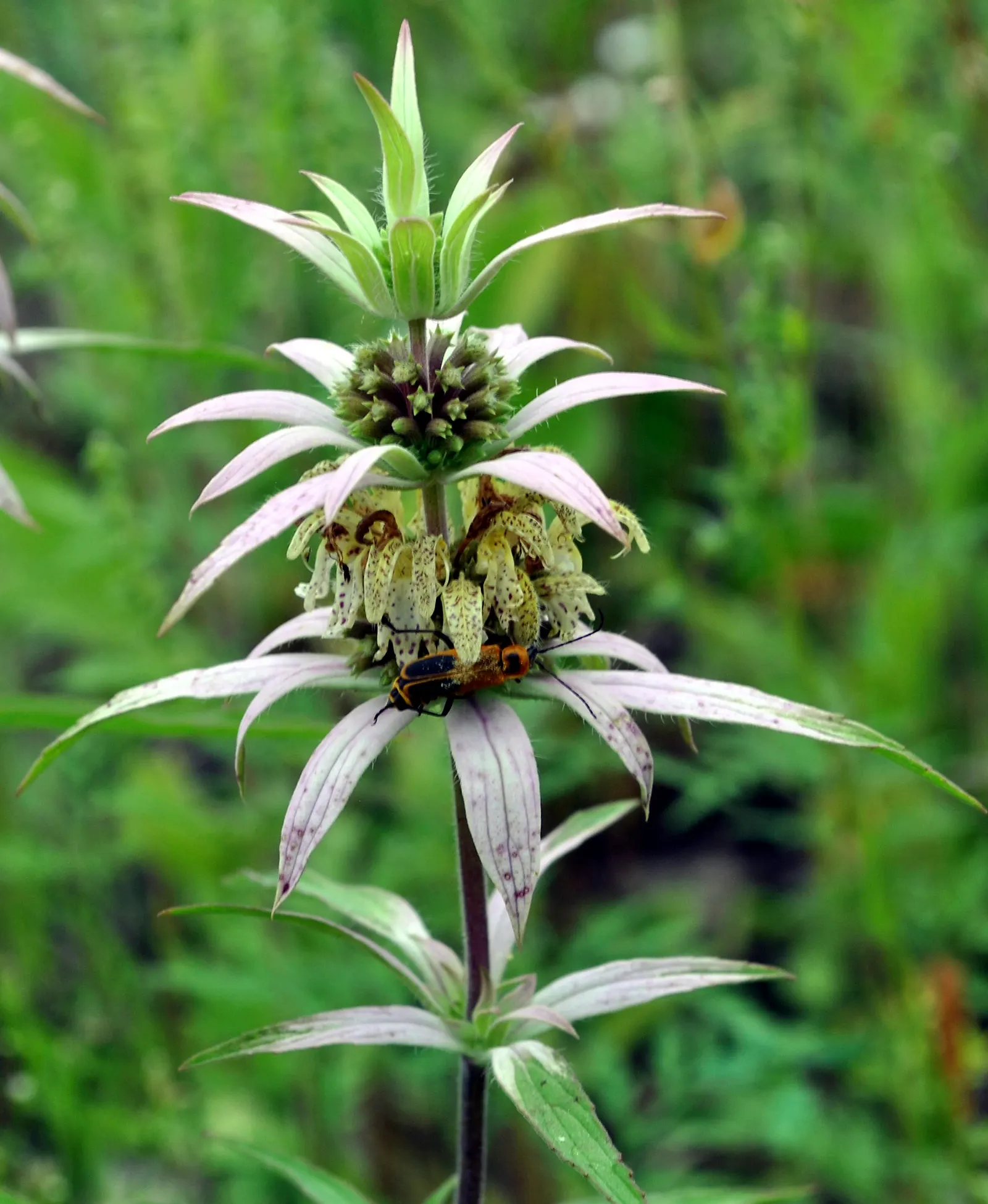 Horsemint (Monarda Punctuata) — scientifically named Monarda punctuata