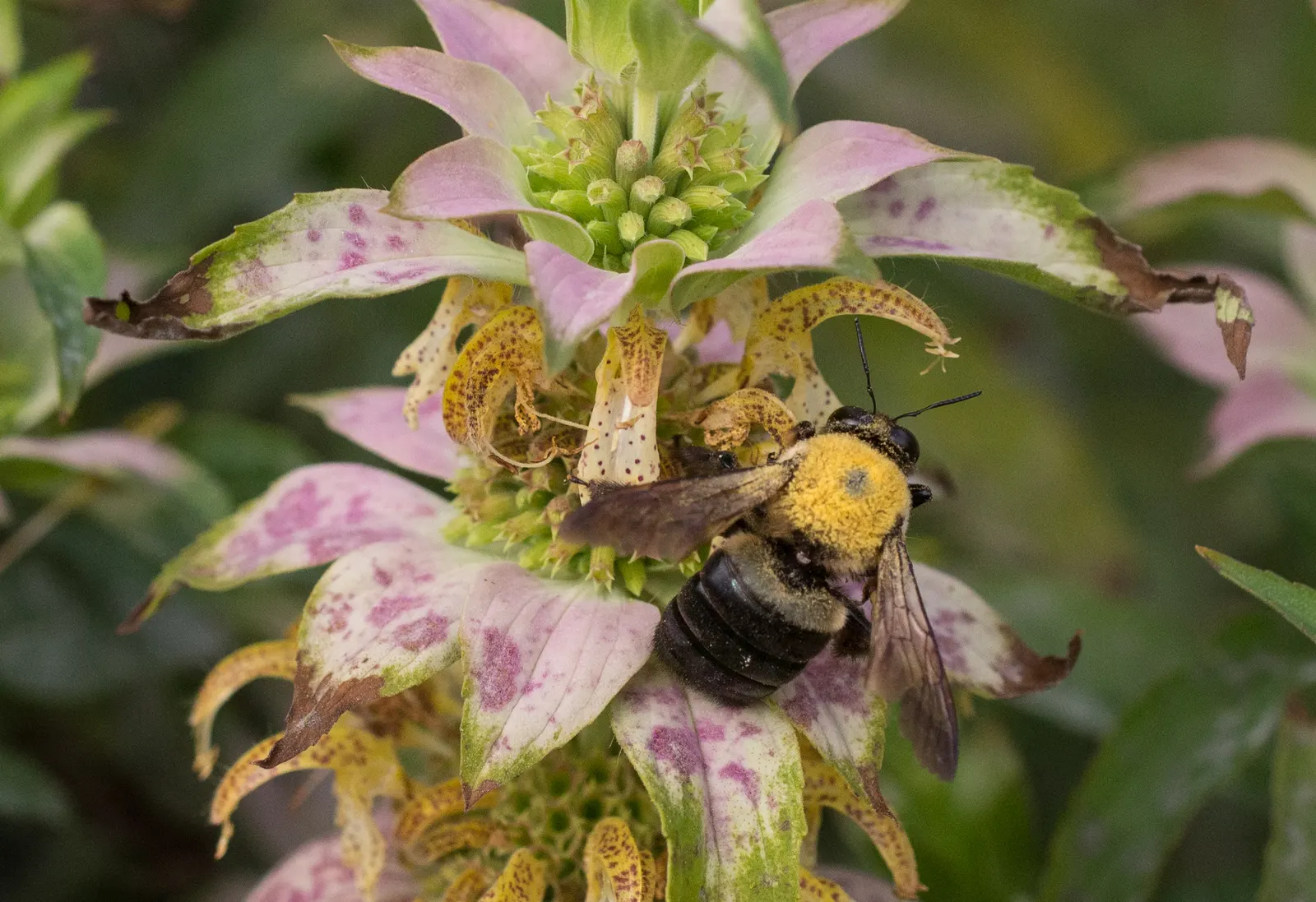 Horsemint (Monarda Punctuata) — serrated leaves providing a fragrant backdrop when crushed