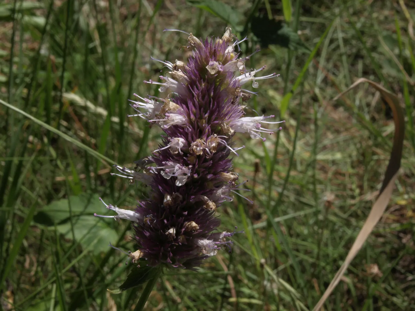 Horsemint (Monarda Punctuata) — herb / perennial for full or half