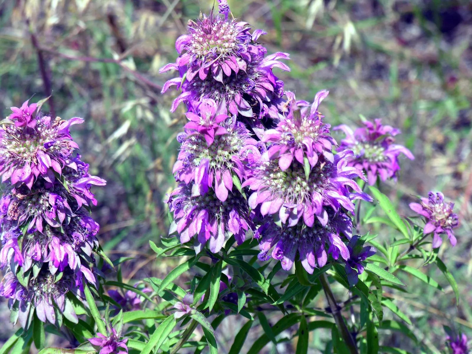 Horsemint (Monarda Punctuata) — it attracts pollinators while being drought-tolerant