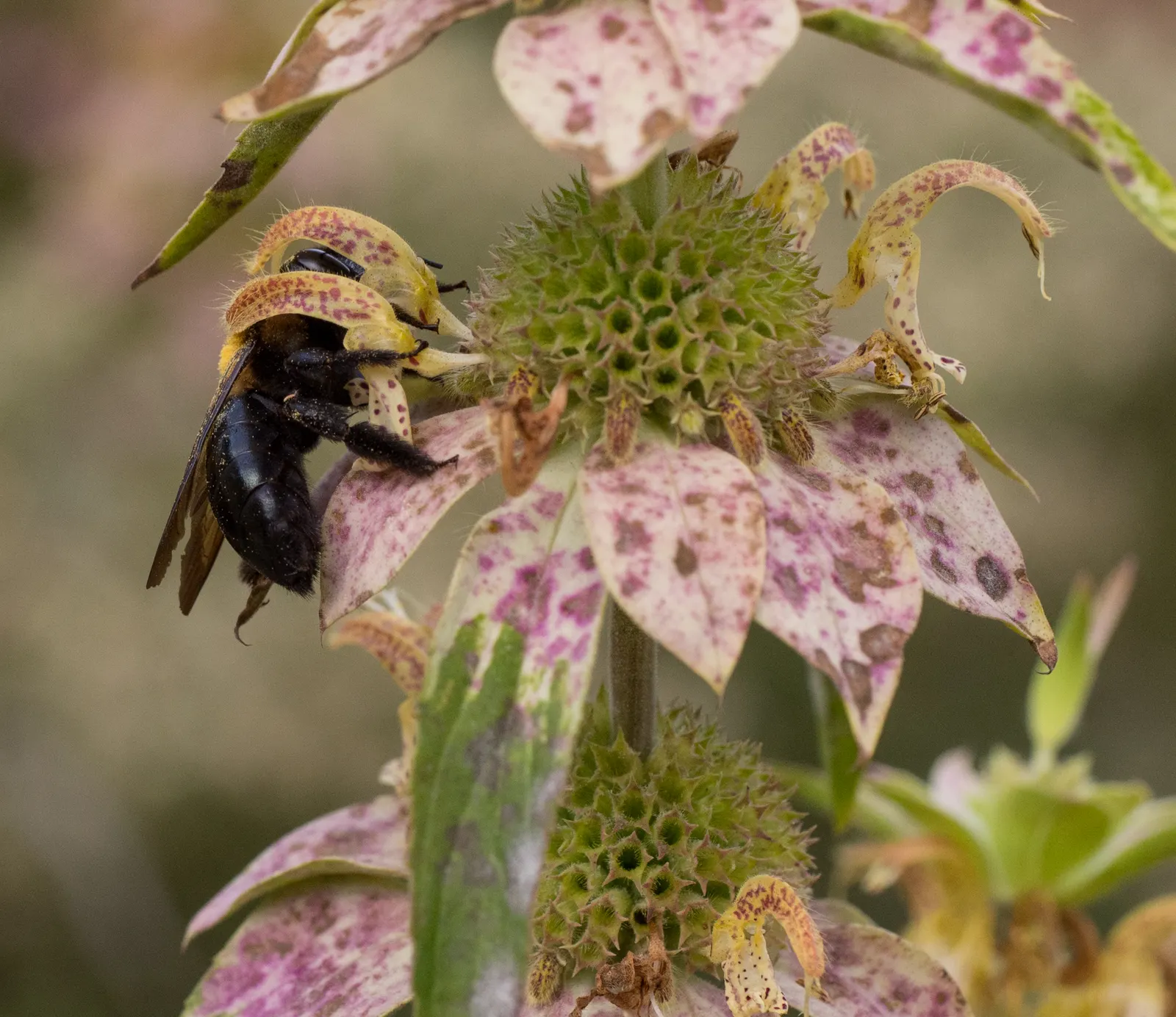 Horsemint (Monarda Punctuata) — making it a wise choice for borders
